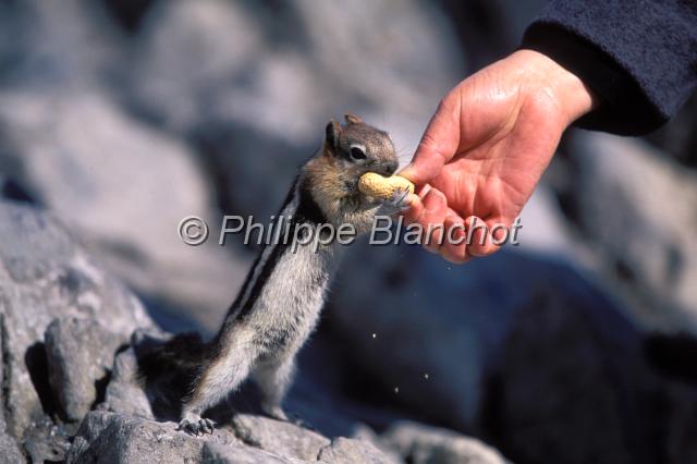 ecureuil mante doree.JPG - Ecureuil à mane dorée ou Spermophile à mante dorée Spermophilus lateralisRocheuses canadiennesAlbertaCanada